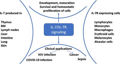 IL-7 in SARS-CoV-2 Infection and as a Potential Vaccine Adjuvant